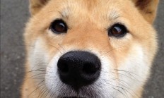 开云体育登录-莫兰特节奏完全掌控，浙江队粉碎辽宁队卫冕梦