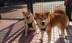 开云在线赛事平台-钢铁防线上的指挥官，德里赫特在欧冠决赛之夜的完美交响