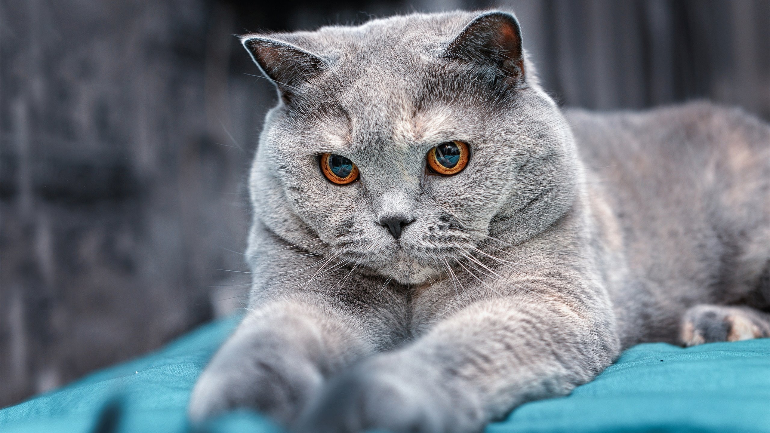 快船对阵山西队，霍勒迪存在感拉满，攻防两端诠释隐形引擎