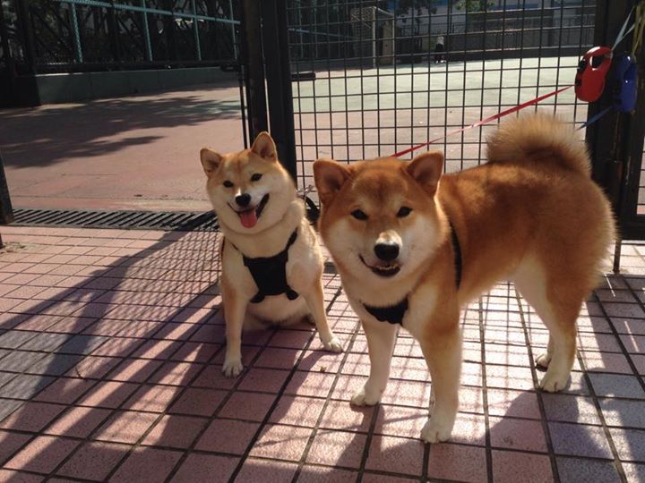 钢铁防线上的指挥官，德里赫特在欧冠决赛之夜的完美交响