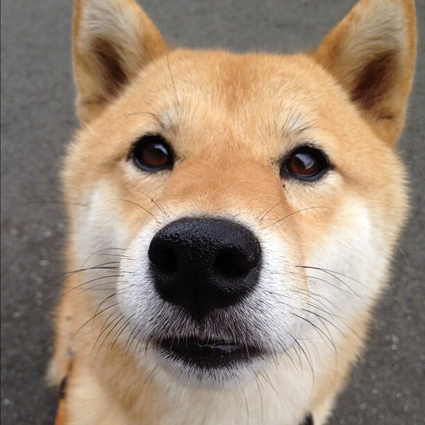 莫兰特节奏完全掌控，浙江队粉碎辽宁队卫冕梦