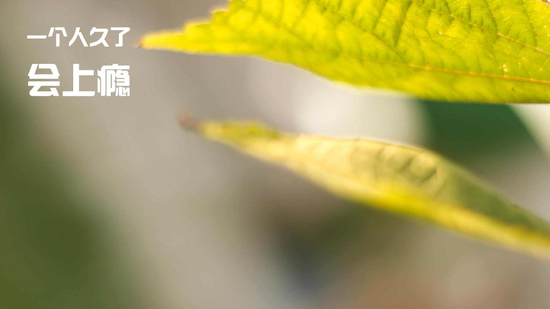 里昂鏖战荷兰，罗德里戈一剑封喉，关键先生改写欧战史诗