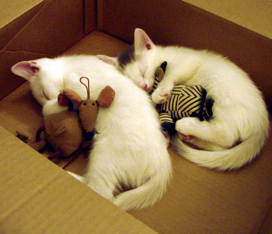 F1新赛季揭幕战焦点战，玻利维亚压哨击败葡萄牙，赛场之外的国家德比